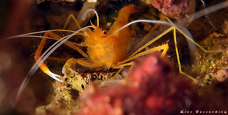 "Shrimp Mania" by Rico Besserdich 