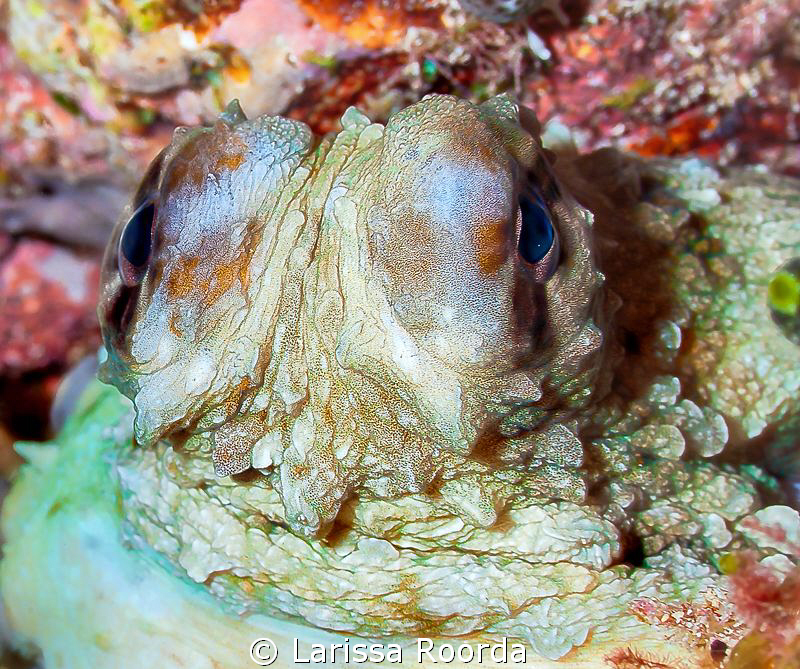 Octopus by Larissa Roorda 