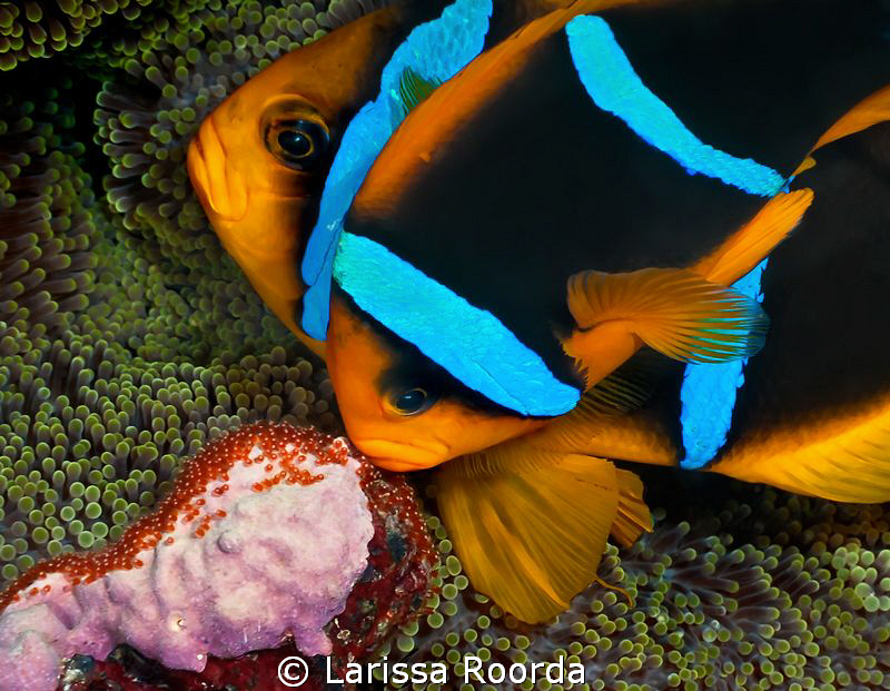 Parents by Larissa Roorda 