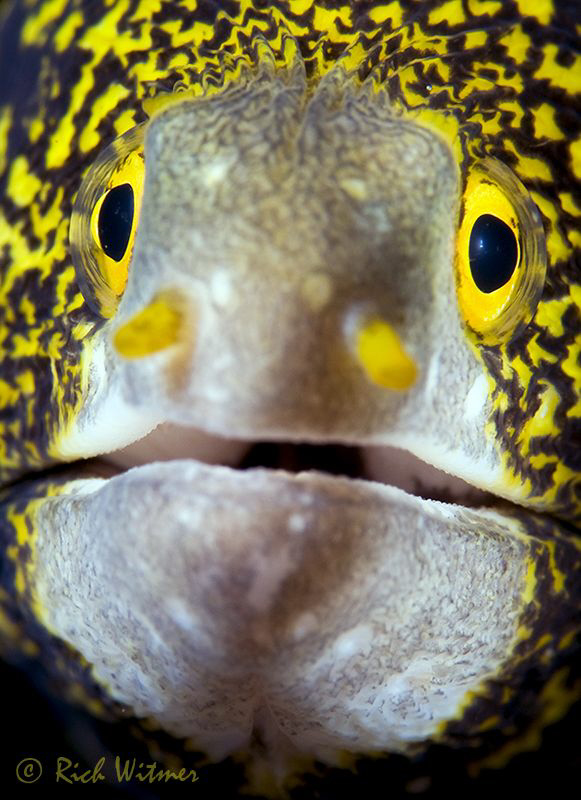Friendly Face.  D300/Inon Strobes/105mm. by Richard Witmer 