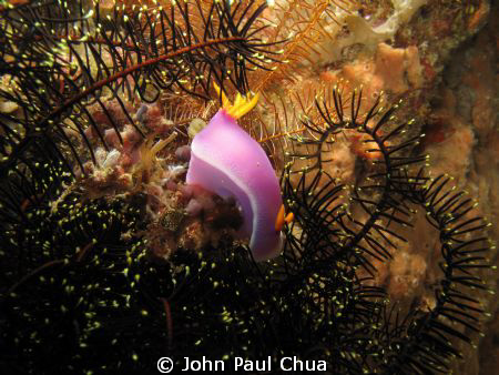 Puerto Galera, Using Canon G10 with Ikelite AF25 by John Paul Chua 