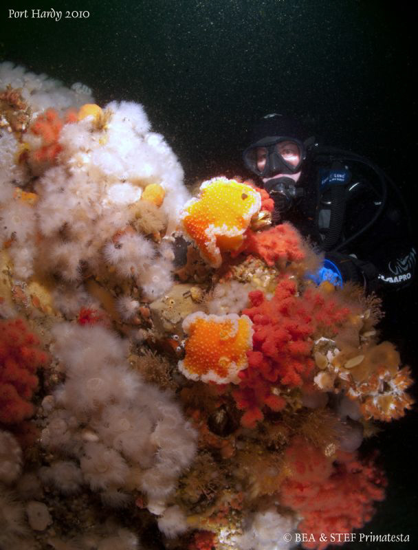 Two orange-peel nudibranch on the wall (Tochuina tetraque... by Bea & Stef Primatesta 