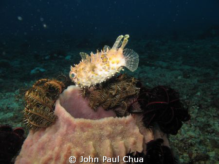Puerto Galera, Philippines by John Paul Chua 