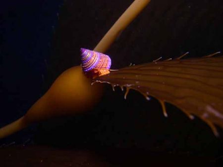 Blue Ring top Snail on Macrocystis
Taken on a saftey sto... by Frank M Virga 