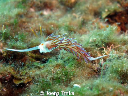 Fadenschnecke by Joerg Trnka 