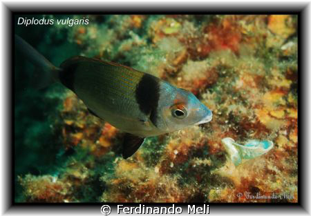 A beautiful Diplodus vulgaris in the Mediterranean sea. by Ferdinando Meli 