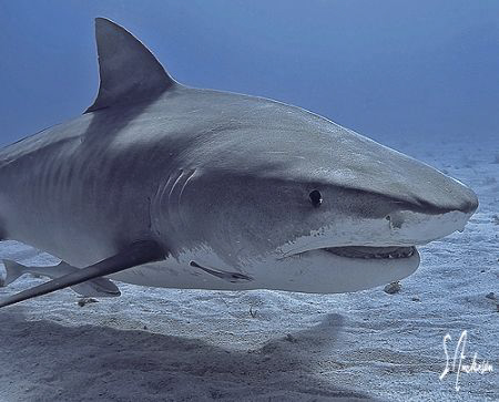 Closeup and personal - This image was taken at Tiger Beac... by Steven Anderson 