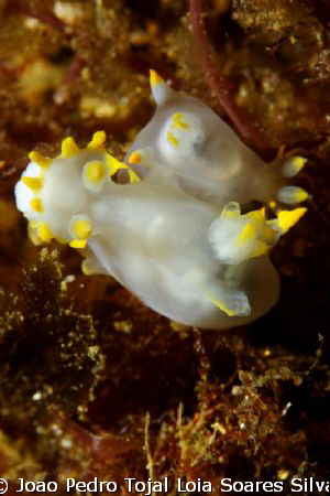 Pair of Polycera faeroensis mating.

Shot using Canon E... by Joao Pedro Tojal Loia Soares Silva 