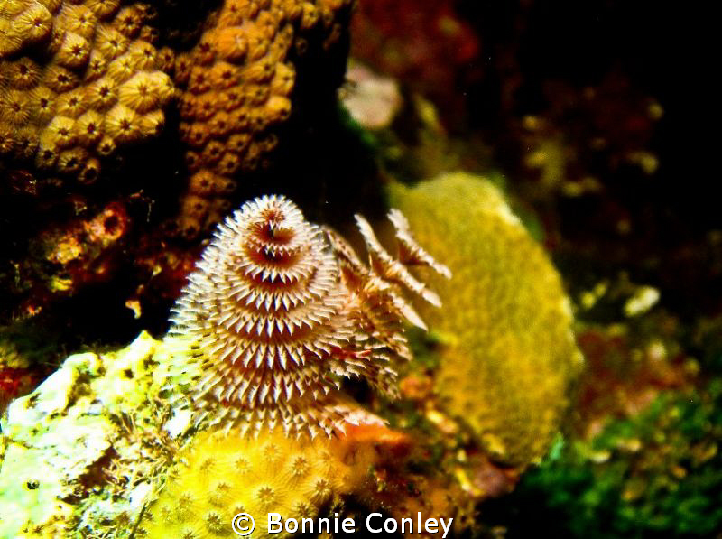 Christmas Tree Worm seen in Grand Cayman August 2010.  Ph... by Bonnie Conley 