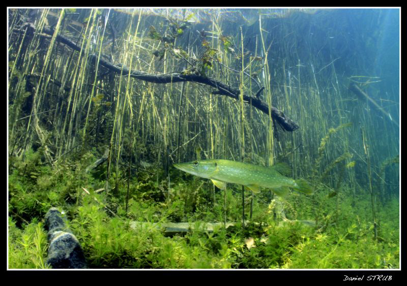 Pike in le Duzillet :-D by Daniel Strub 