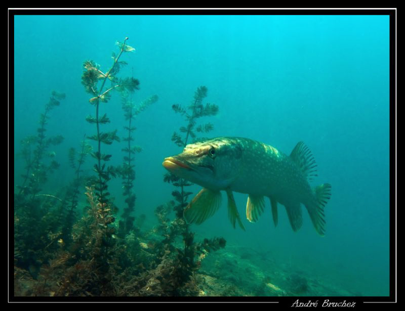 Brochet shooté à La Brêche by André Bruchez 