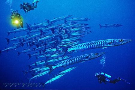 sulawesi barrakudas COMPOSING > divers - nikRS - strobe s... by Manfred Bail 