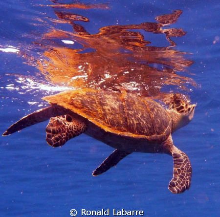 This is a Hawksbill turtle on the reef in West Bay, Roata... by Ronald Labarre 