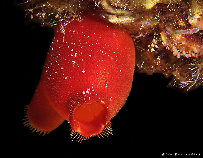 Candy ? by Rico Besserdich 