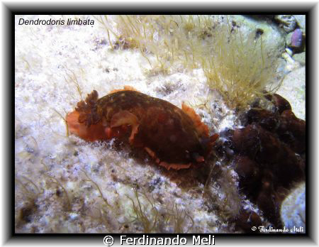 A beautiful Dendrodoris limbata in the Mediterranean sea. by Ferdinando Meli 