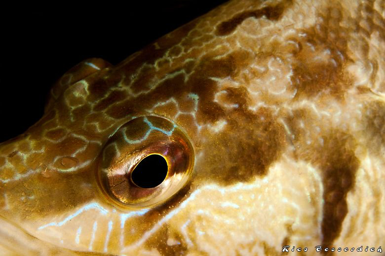 "Predator closeup". Nightdive, CANON 40D, Ike housing, Ik... by Rico Besserdich 