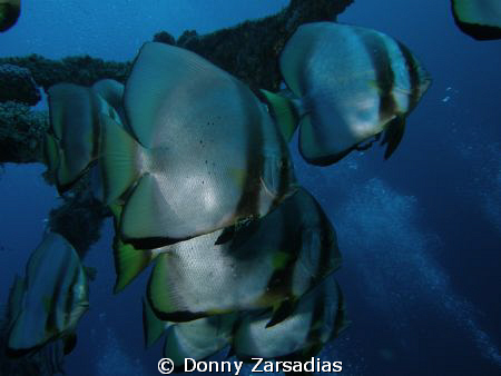 Bat Fish taken at Alma Jane, Puerto Gallera, Mindoro, Phi... by Donny Zarsadias 