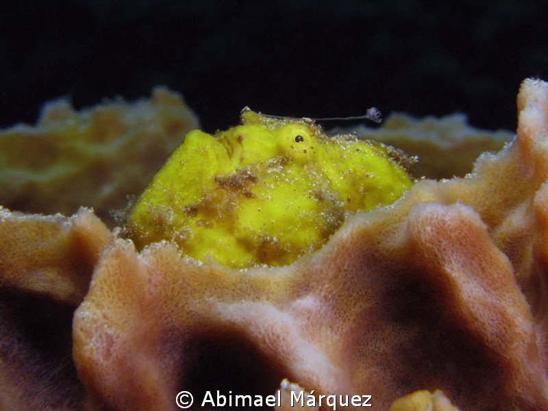Frogfish by Abimael Márquez 