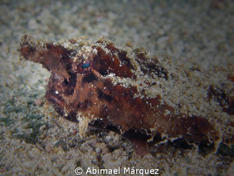 Batfish, stacked lens by Abimael Márquez 