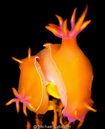 Get a room!!! Nudibranchs mating, Komodo, Indonesia. Any ... by Michael Gallagher 