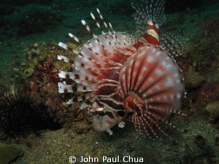 Lion fish swimming. Anilao, Batangas, Philippines using C... by John Paul Chua 