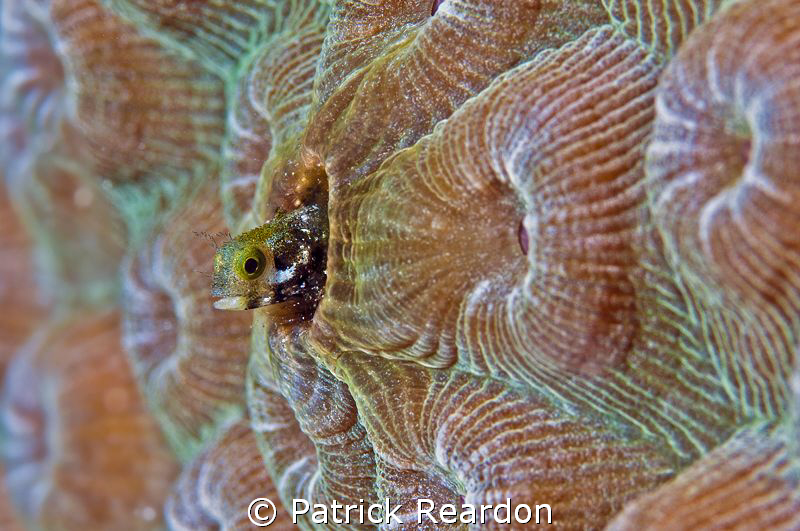 Secretary Blenny, Grand Cayman. by Patrick Reardon 