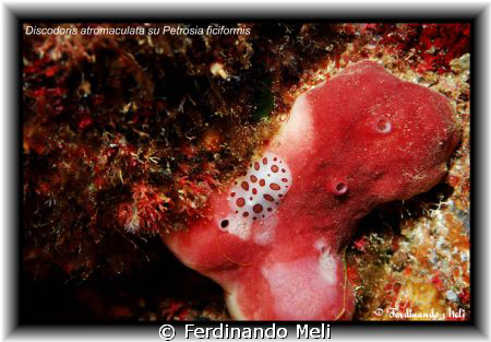 A Discodoris atromaculata whit Petrosia ficiformis. by Ferdinando Meli 