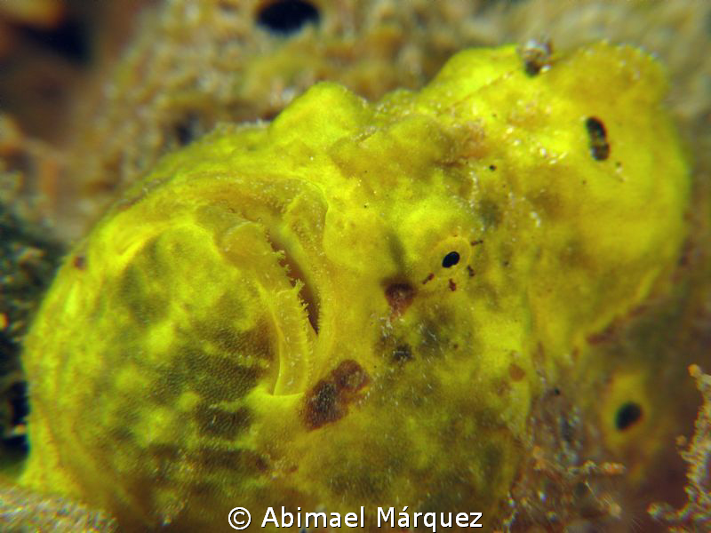 Frogfish, (stacked lens) by Abimael Márquez 