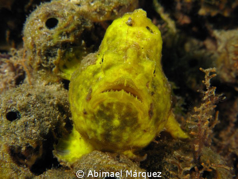 Face to face, Frogfish by Abimael Márquez 