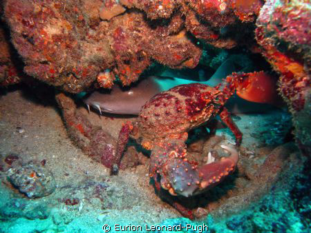 Close-up of a nurse shark and King Crab. Taken at Shark R... by Eurion Leonard-Pugh 