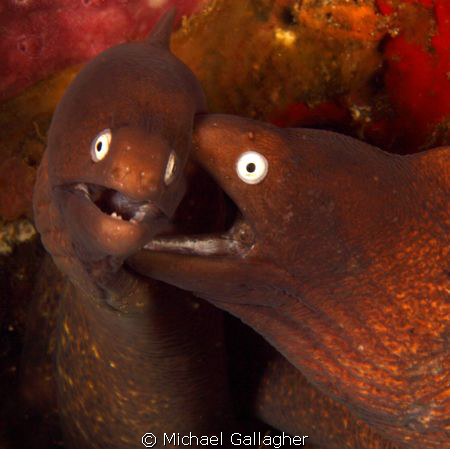 Best of friends, most of the time!! A pair of white eyed ... by Michael Gallagher 