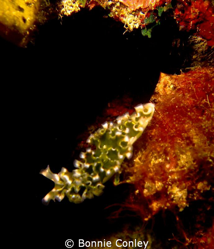 Photo taken August 2010 in Grand Cayman with Canon SD 550 by Bonnie Conley 