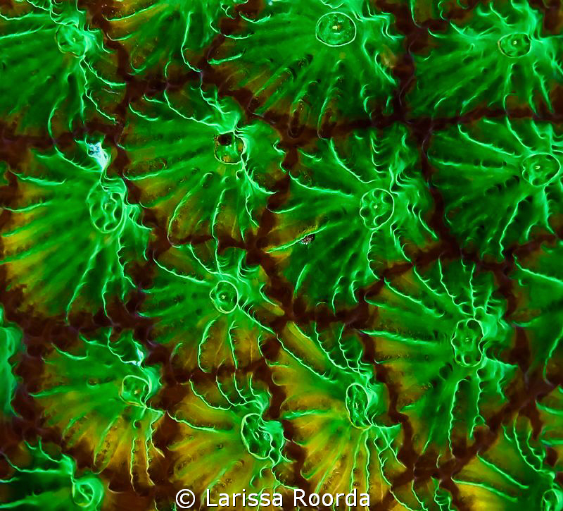Green. by Larissa Roorda 