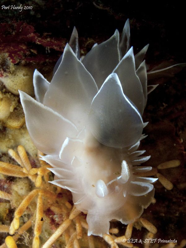 Frosted nudibranch (Dirona albolineata). by Bea & Stef Primatesta 