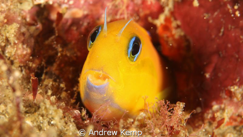 Midas Blennie. Made of Gold by Andrew Kemp 