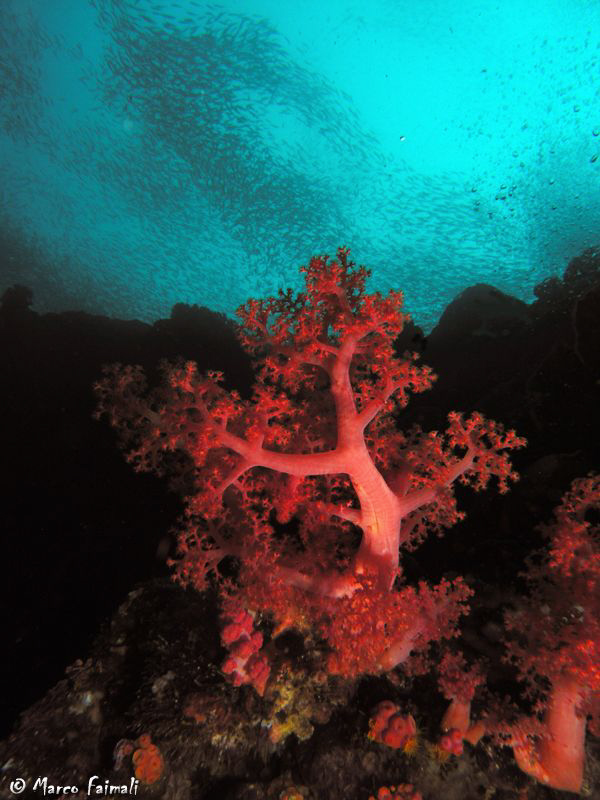 red tree....

(Compact camera Nikon Coolpix 8400 in Ike... by Marco Faimali 