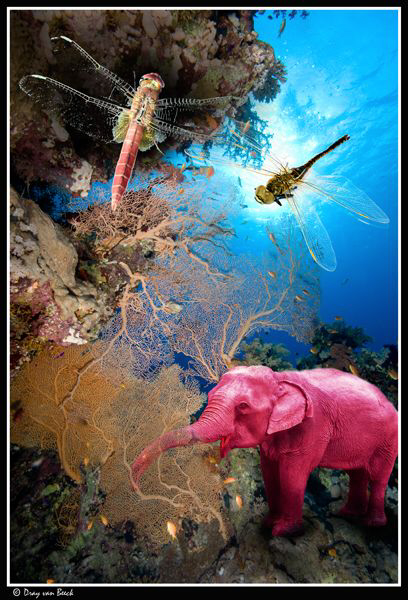 Nitrogen narcosis I by Dray Van Beeck 