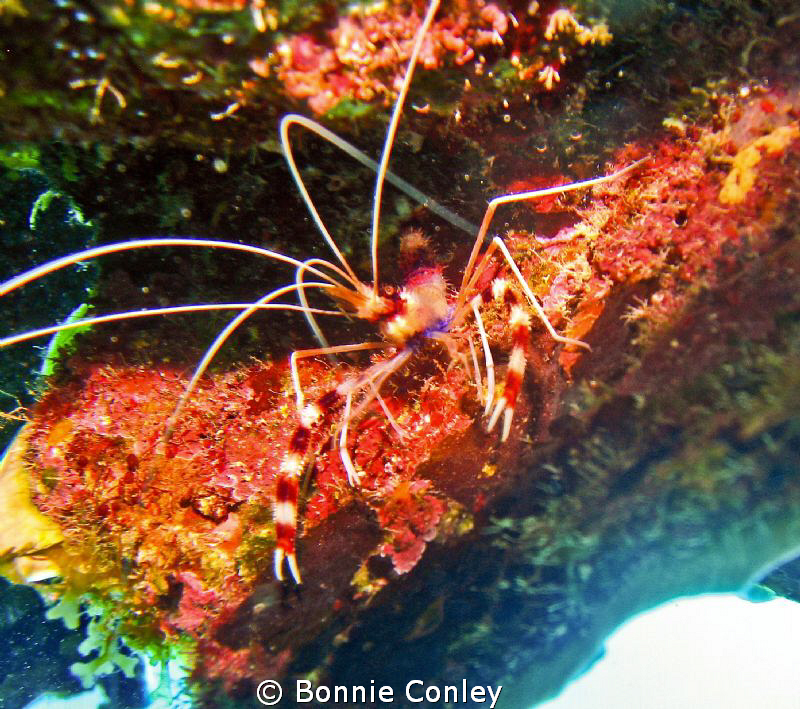 Banded Coral Shrimp seen in Grand Cayman August 2010.  Ph... by Bonnie Conley 