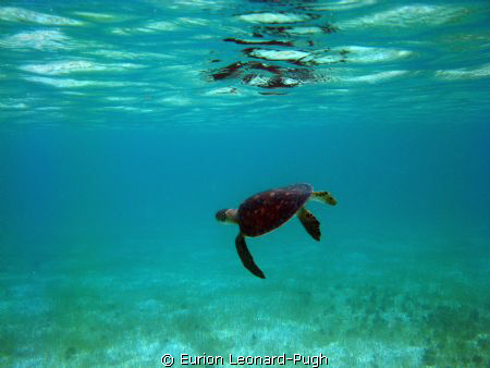 Green turtle swimming in the Tobago Cays, WI. Taken with ... by Eurion Leonard-Pugh 