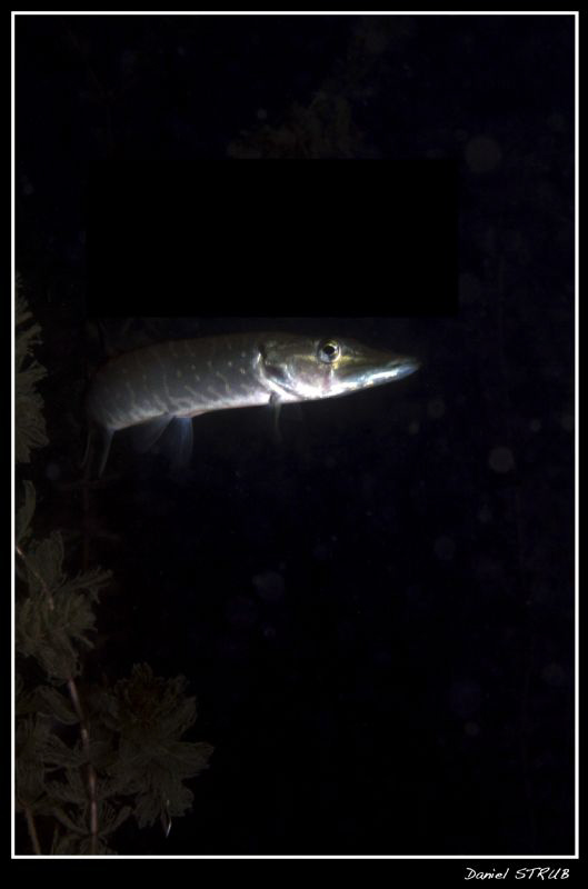 A young pike in a small pond :-D by Daniel Strub 