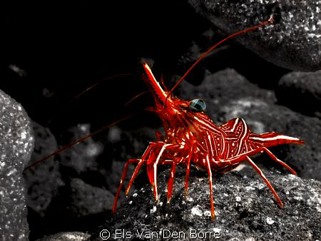 Dancing Shrimp by Els Van Den Borre 