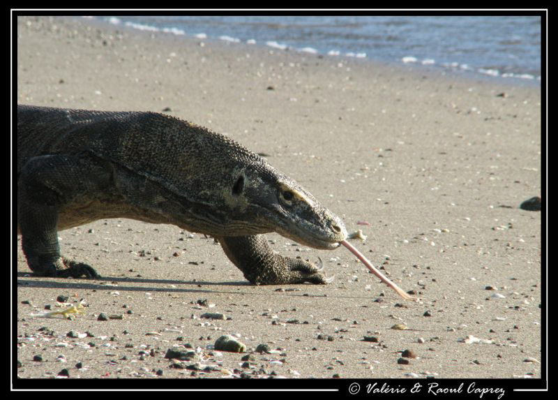 Nice encounter on the beach ! by Raoul Caprez 