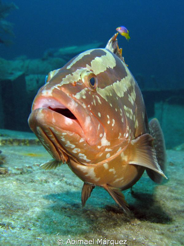 Nassau Grouper by Abimael Márquez 