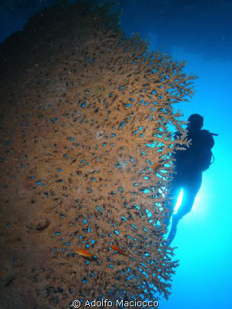 Acropora & Diver by Adolfo Maciocco 