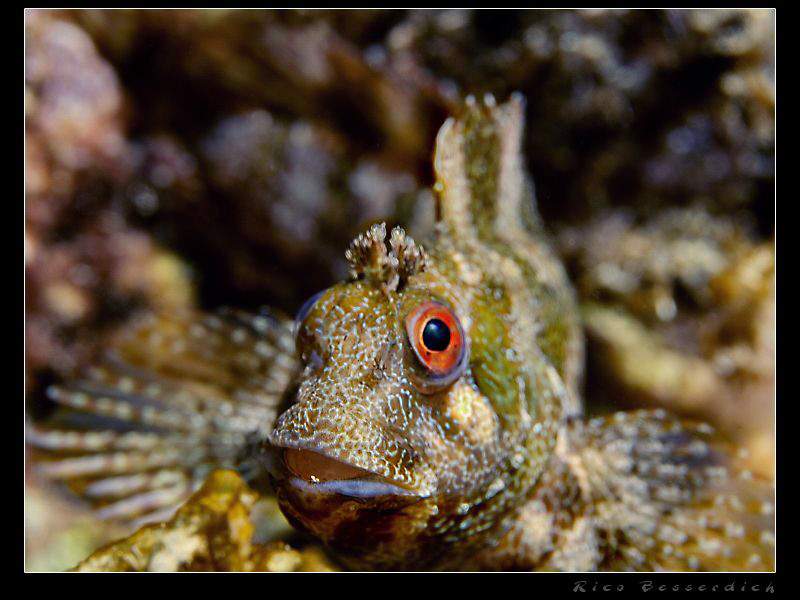 Mr. Red Eye by Rico Besserdich 