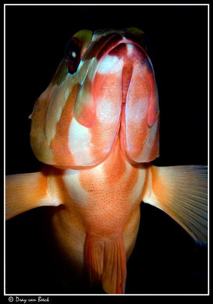 Grouper... by Dray Van Beeck 
