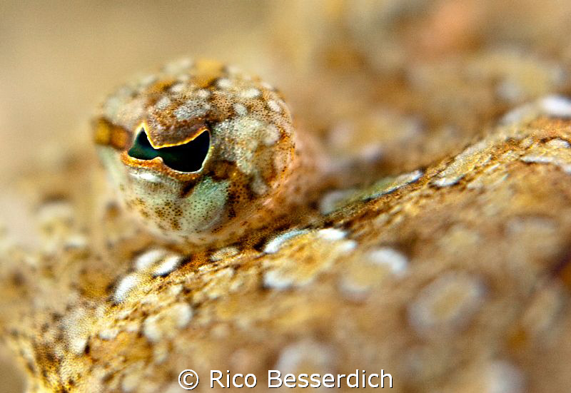 Eye of the flounder. 1/250 s , F: 3,5. 60mm macro lens wi... by Rico Besserdich 