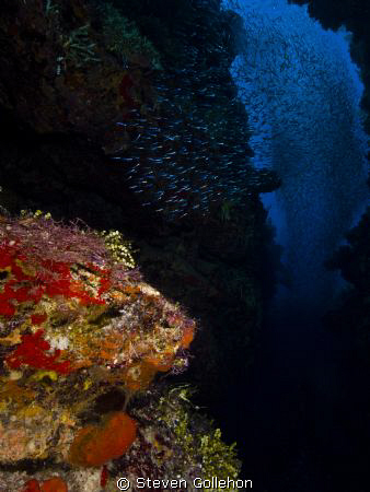 Large school of silversides at Big Tunnels in Grand Cayma... by Steven Gollehon 