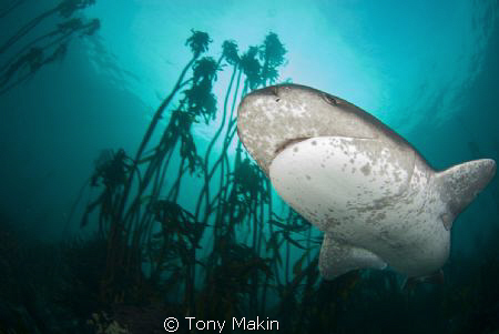 Seven gill Cowshark by Tony Makin 