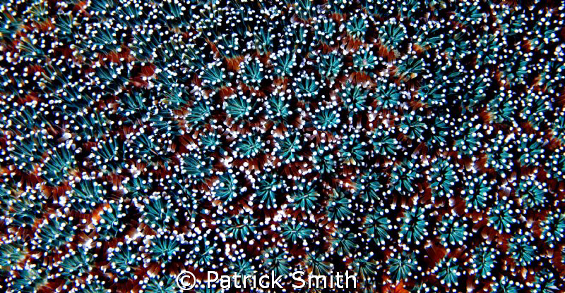 Taken off of Apo Island ,in the Sulu Sea ,Philipines. by Patrick Smith 